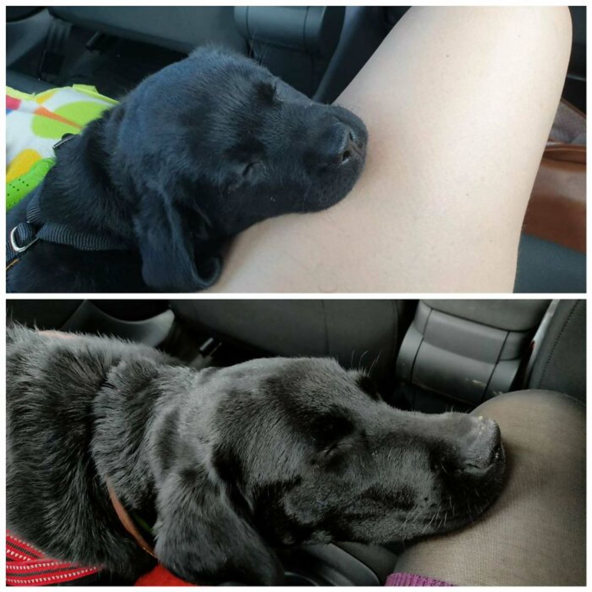 1 photo of black labrador retriever puppy laying head on someone's leg in a vehicle and 1 photo of the same dog as an adult doing the same thing