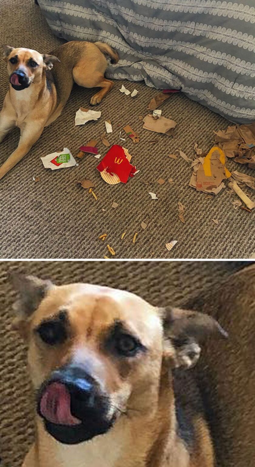 45 Dogs Destroying Things Because... Why Not? - Dog Dispatch