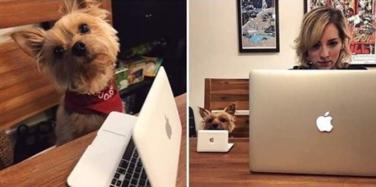 1 photo of brown and black terrier sitting at a table with a small laptop and 1 photo of woman and dog in front of their own laptops