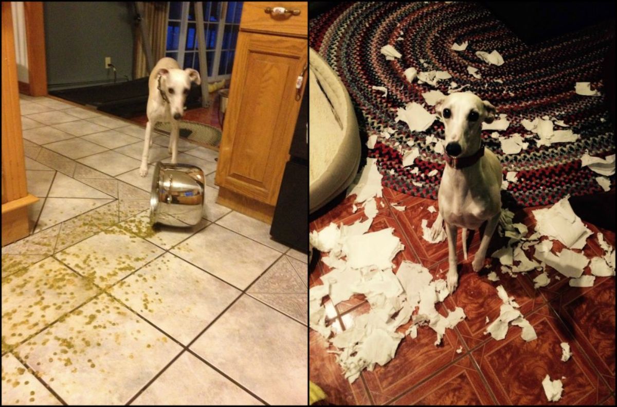 1 photo of brown and white dog spilling soup from a huge silver pot and 1 photo of the dog sitting amid ripped up toilet paper