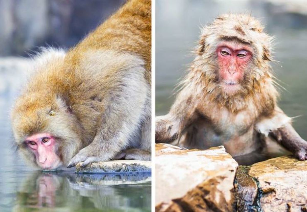 1 photo of brown monkey drinking from a river and 1 photo of the same monkey wet