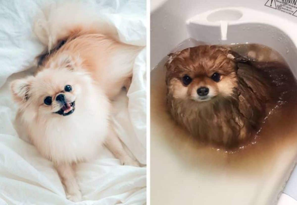 1 photo of brown pomeranian and 1 photo of same dog wet and in a bathtub