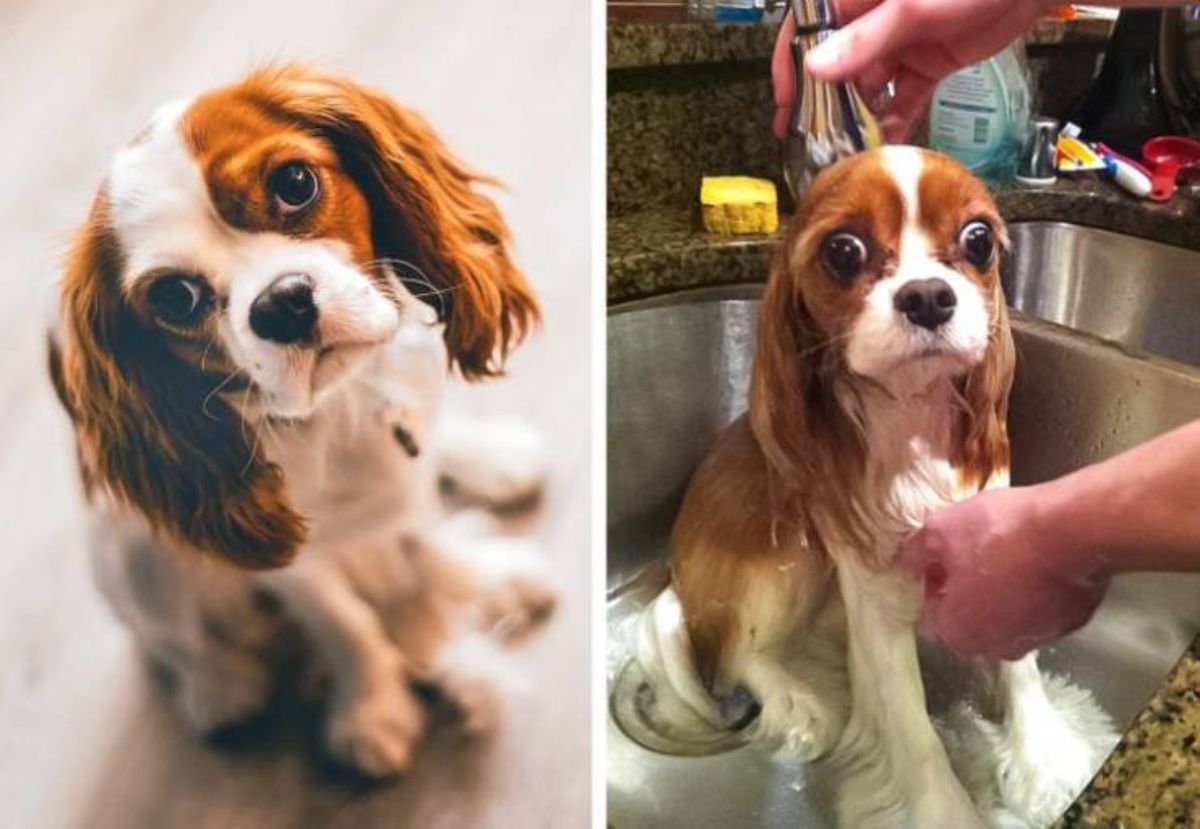 1 photo of cavalier king charles spaniel and 1 photo of same dog in a sink getting bathed