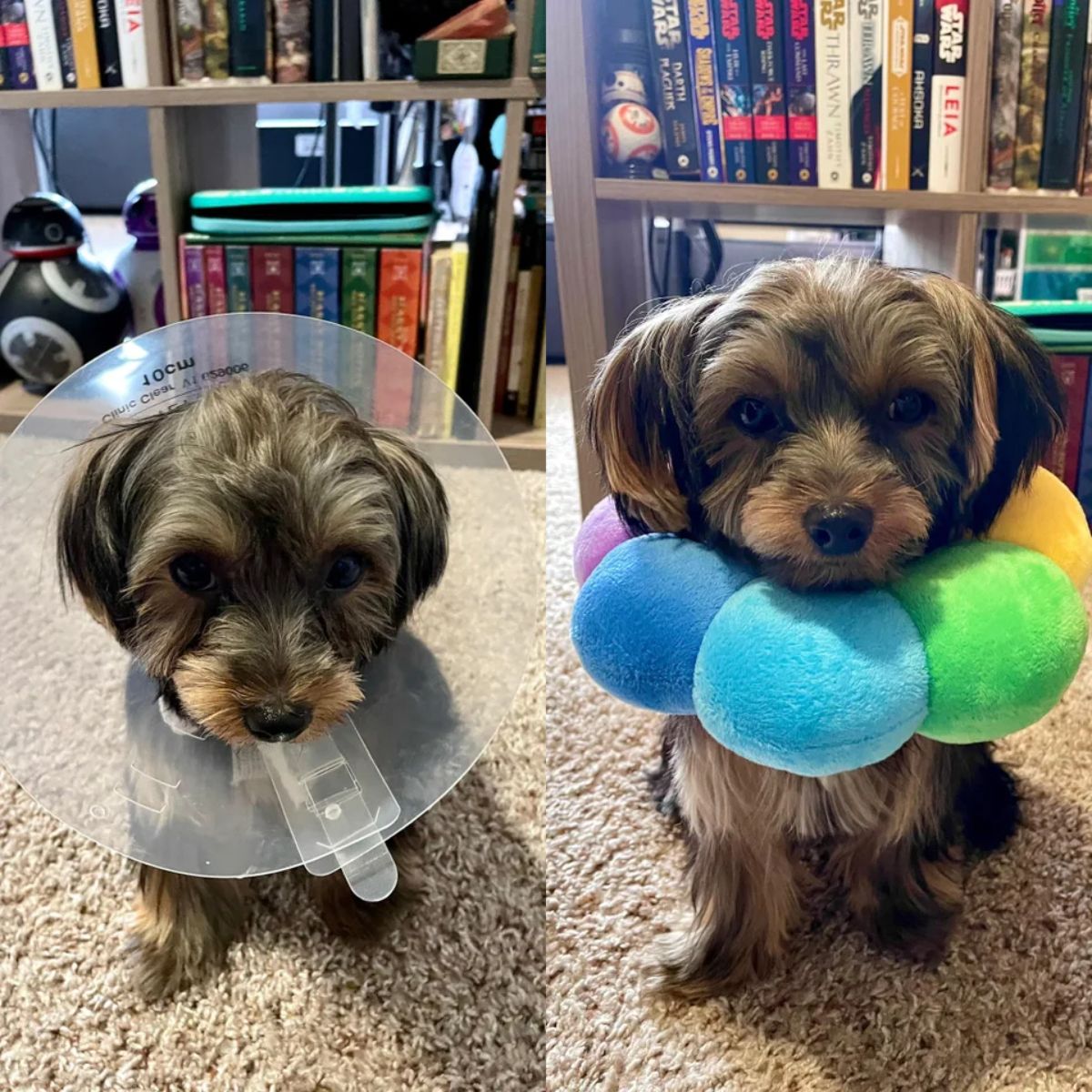 1 photo of fluffy brown and black dog wearing transparent cone of shame and 1 photo of same dog wearing colourful flower cushion collar