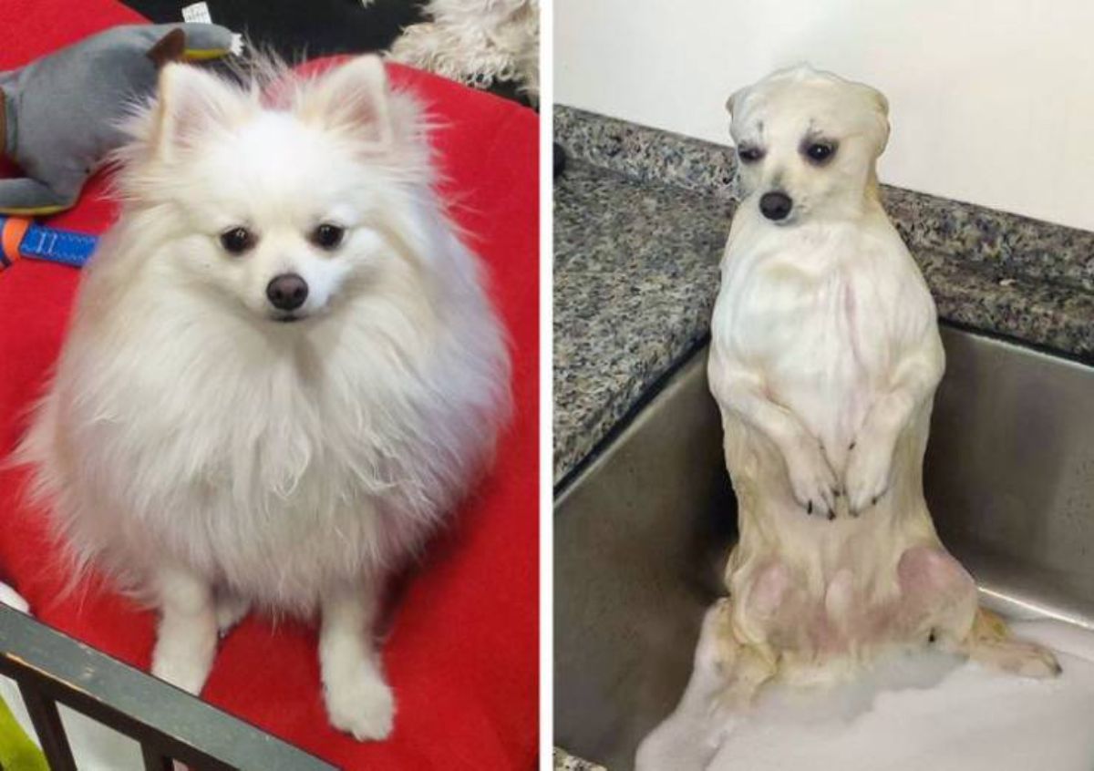 1 photo of fluffy pomeranian and 1 photo of the same dog wet and standing on hind legs in a sink