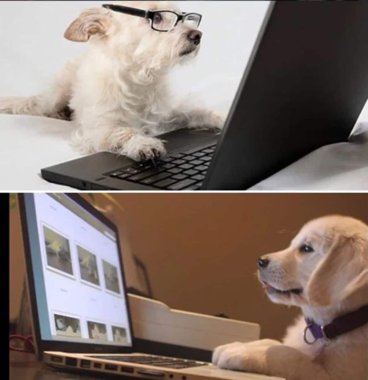 1 photo of fluffy white dog wearing spectacles sitting at a black laptop and 1 photo of golden retriever puppy sitting at a silver laptop