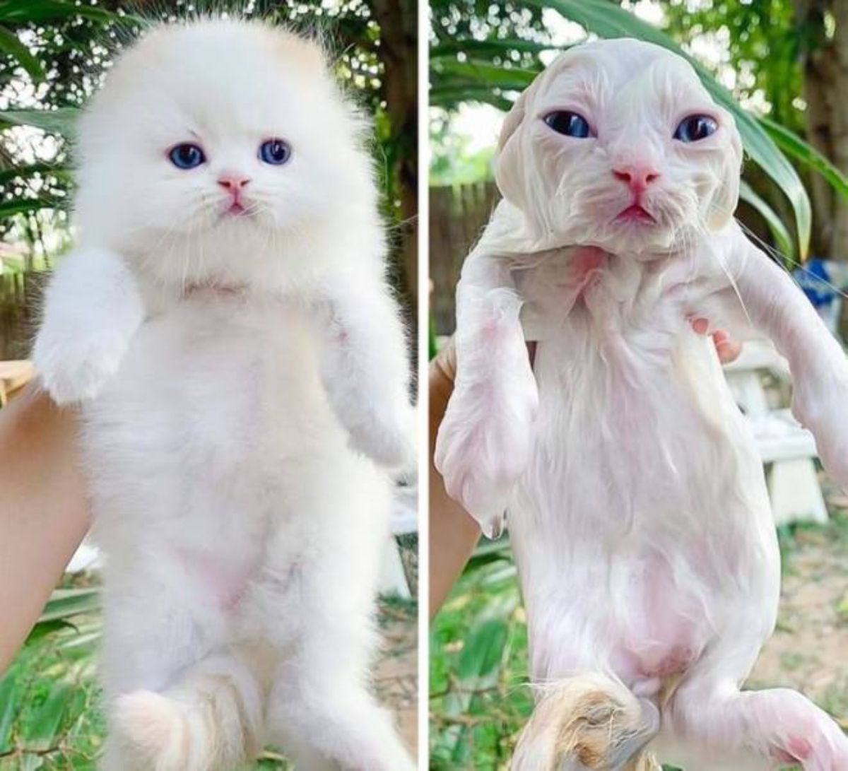 1 photo of fluffy white kitten and 1 photo of same cat completely wet