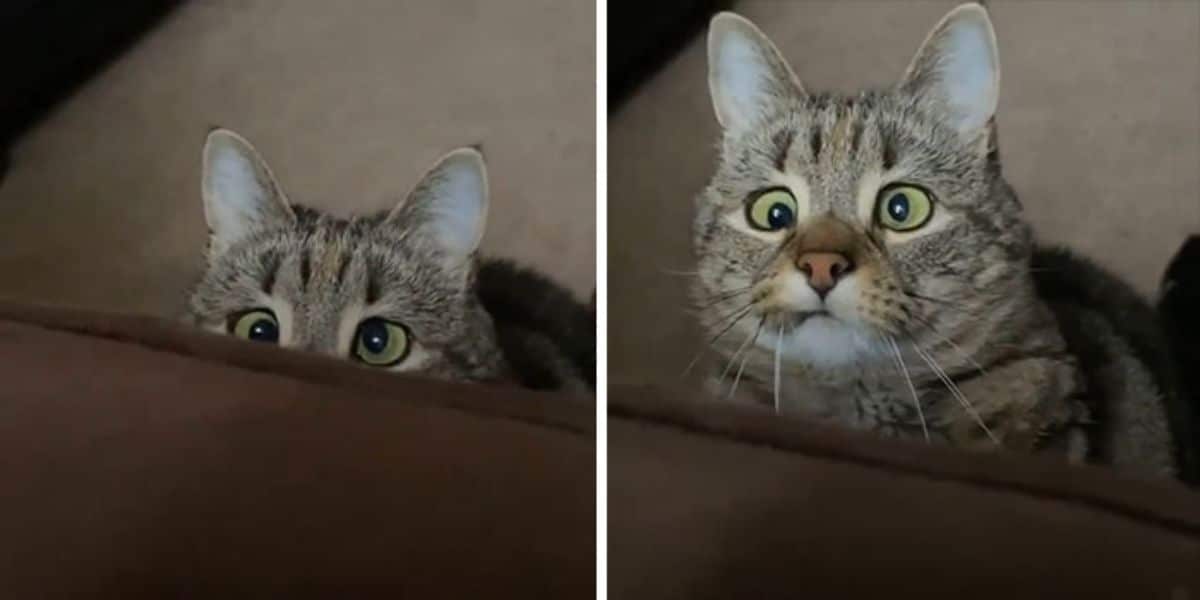 1 photo of grey tabby cat peeking over a brown sofa and 1 photo of the grey tabby cat looking cross-eyed at someone