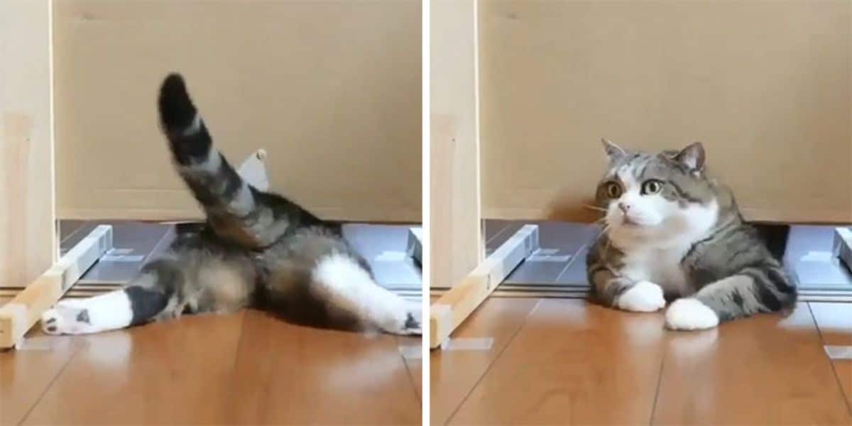 1 photo of grey white and black cat laying on the floor and peeking under a door and 1 photo of the front of the cat's face