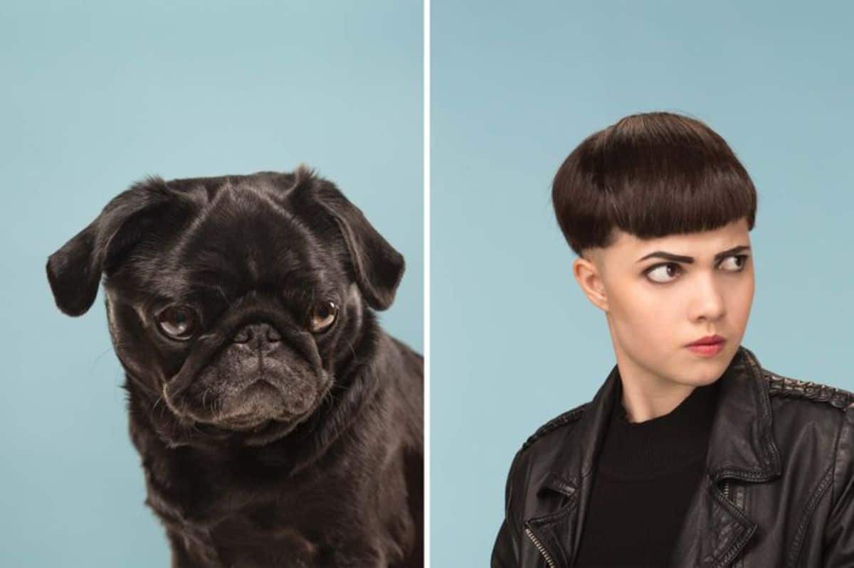 1 photo of grouchy looking black pug and 1 photo of a frowning woman