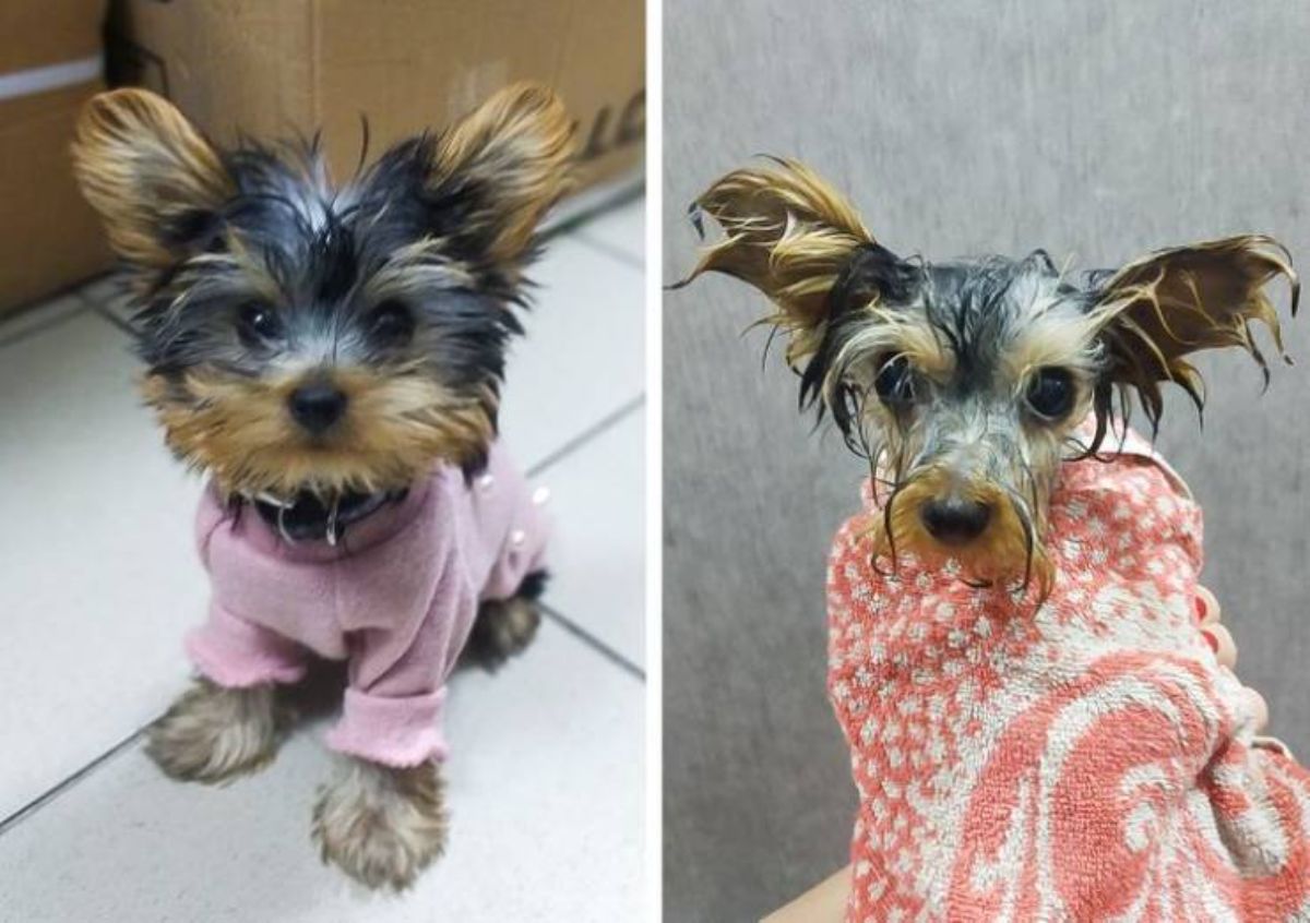 1 photo of yorkshire terrier in a pink shirt and 1 photo of same dog wet and wrapped in pink and white towel