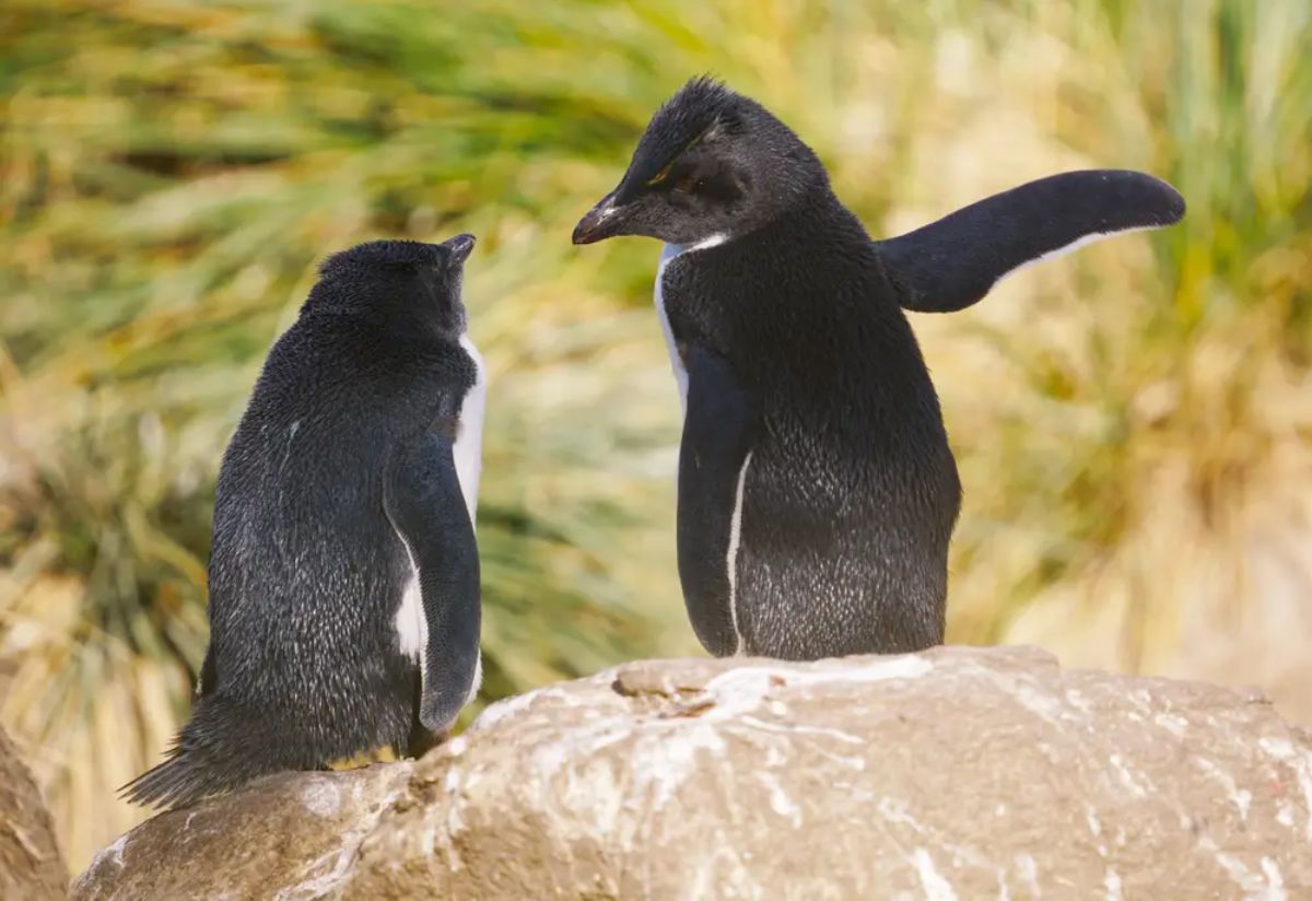2 black and white penguins on a rock with one penguin holding up one fin up to the side