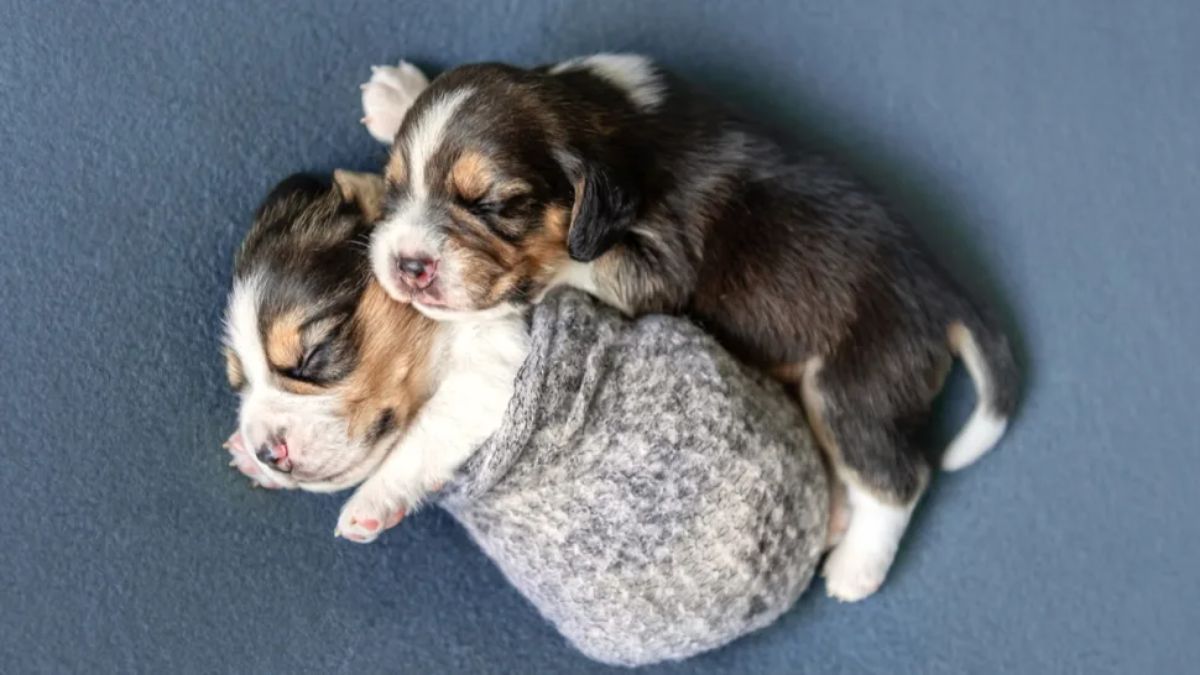 2 black brown white puppies cuddling and sleeping otgether with one of them being halfway inside a grey sock