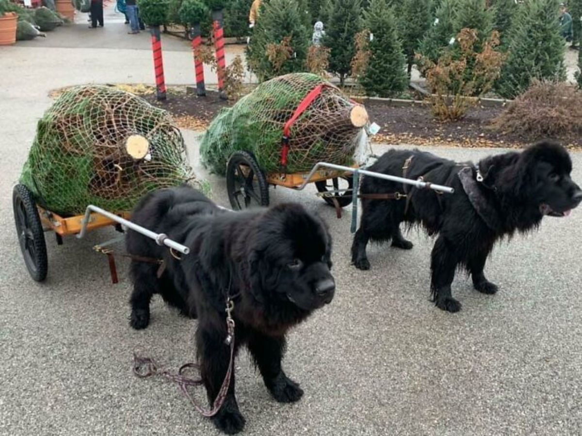 2 black newfoundland dogs tied up to drag small carts of small trees