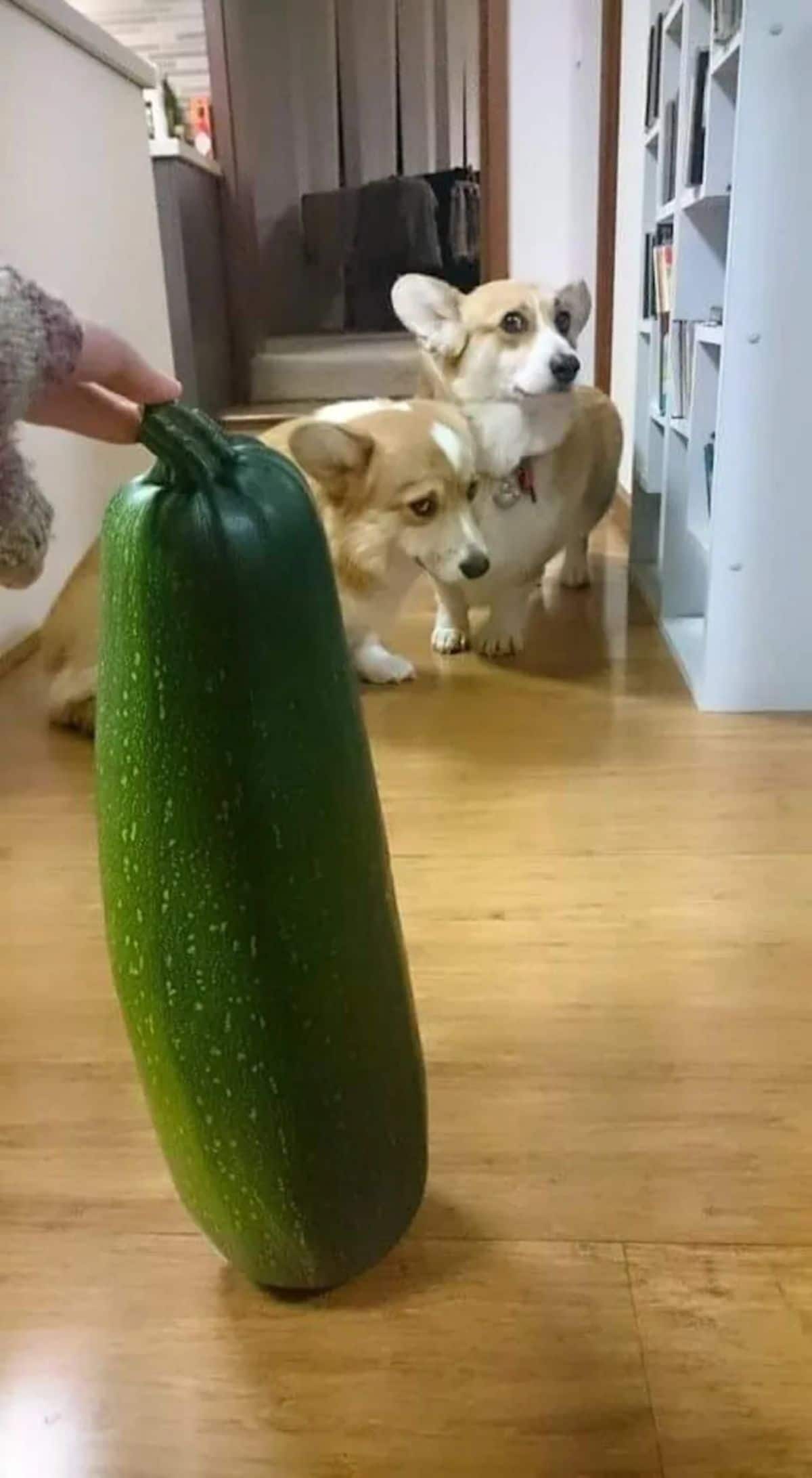 2 brown and white corgis looking afraid of a large green zucchini