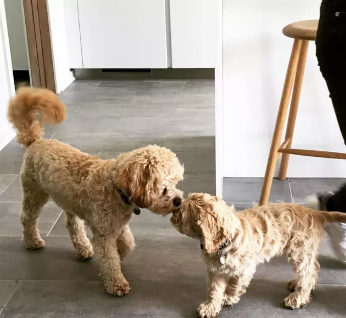 2 brown poodles booping each other