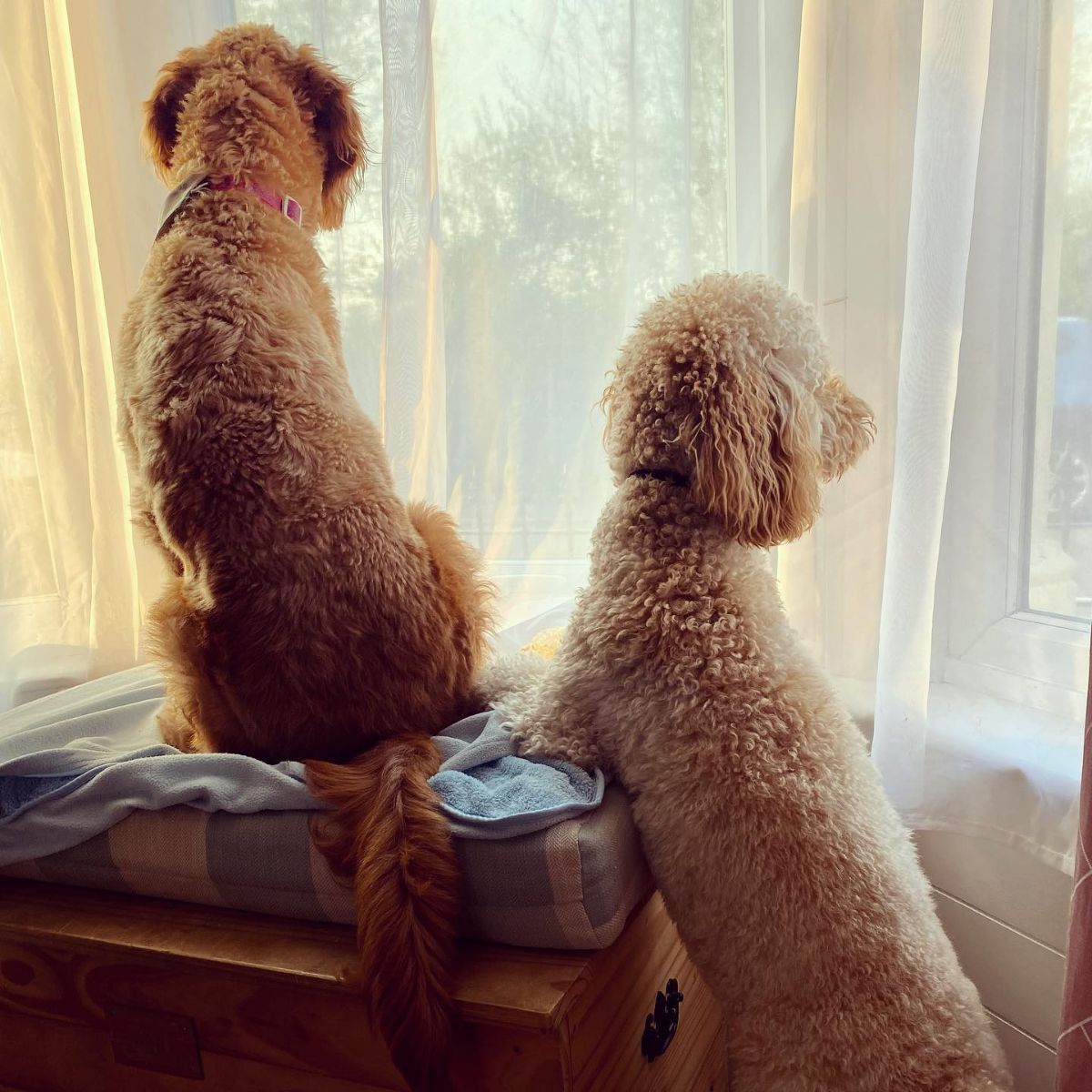 2 brown poodles looking out of a windows