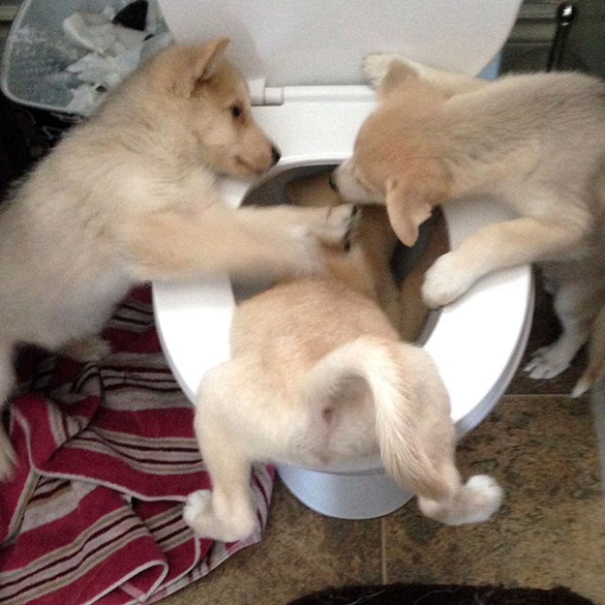 2 brown puppies pushing another brown puppy into a white toilet