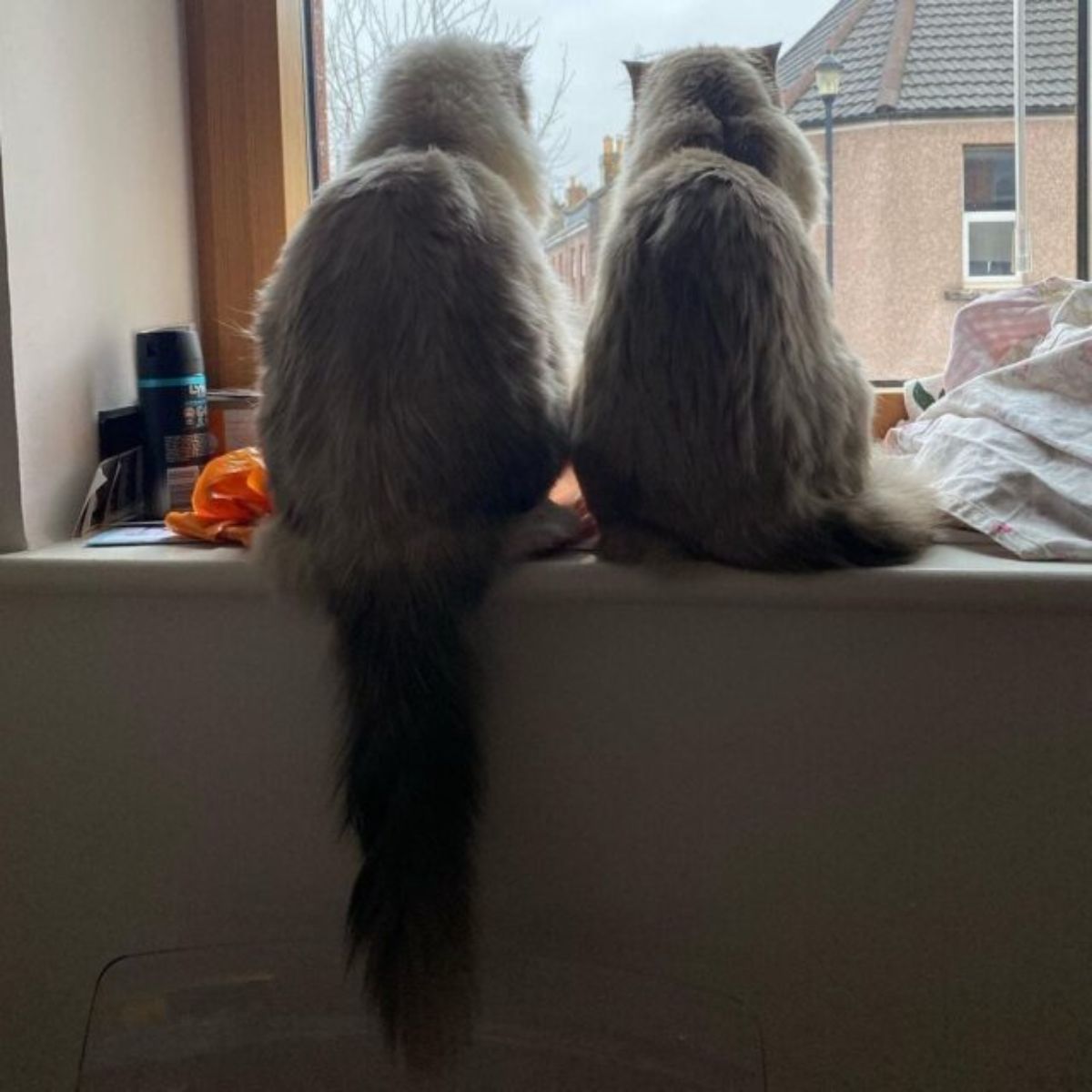 2 fluffy cats sitting on a window ledge looking out