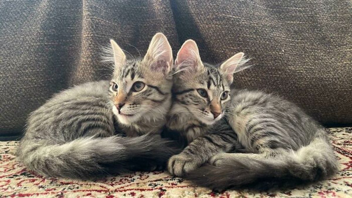 2 fluffy grey tabby cats laying together