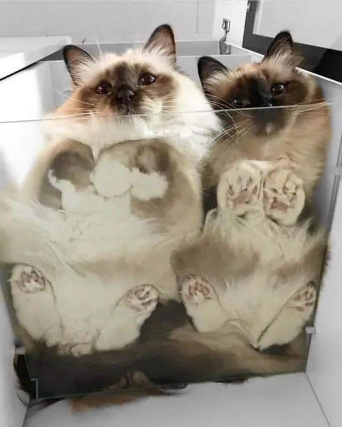 2 fluffy white and brown siamese cats laying inside a glass container with the paws resting on the glass