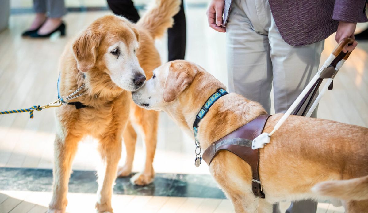 2 golden retrievers on leashes sniffing each other