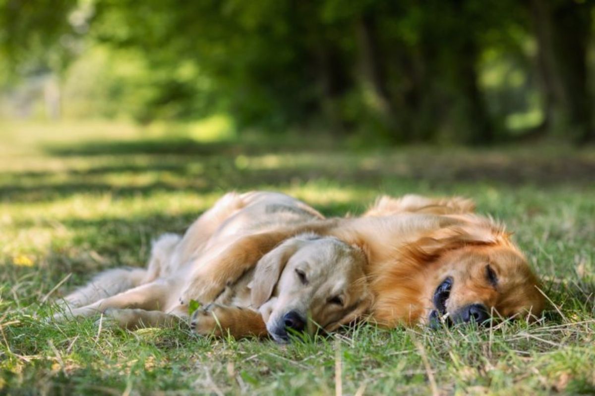 2 golden retrievers sleeping on grass cuddled together