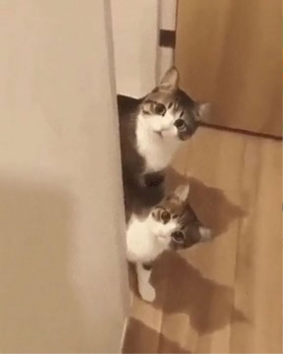 2 grey and white cats peeking around the corner