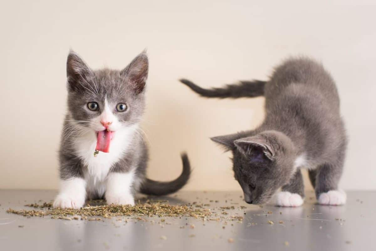 2 grey and white kittens playing with catnip