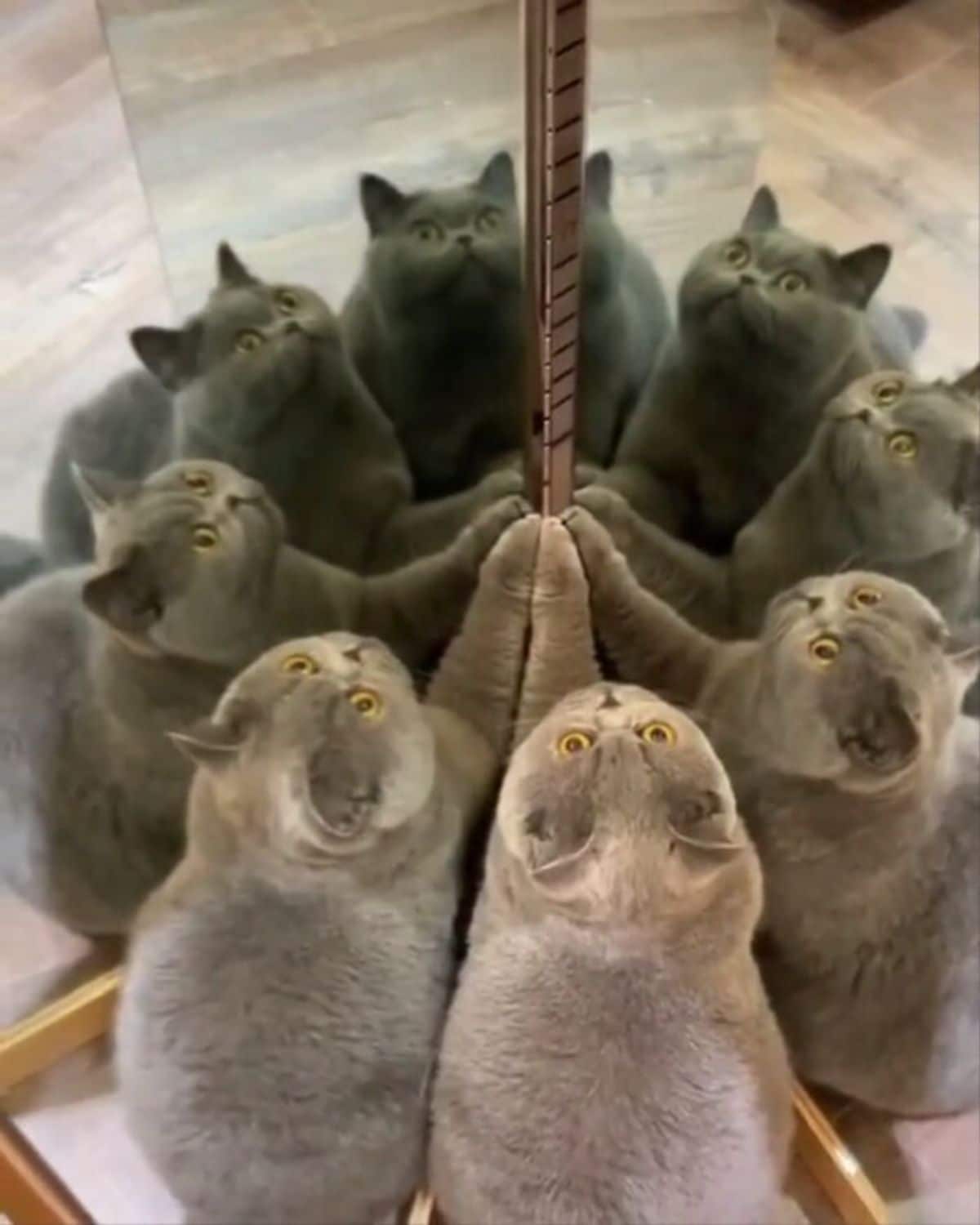 2 grey cats putting up their paw onto 2 mirrors with multiple cats in the reflection