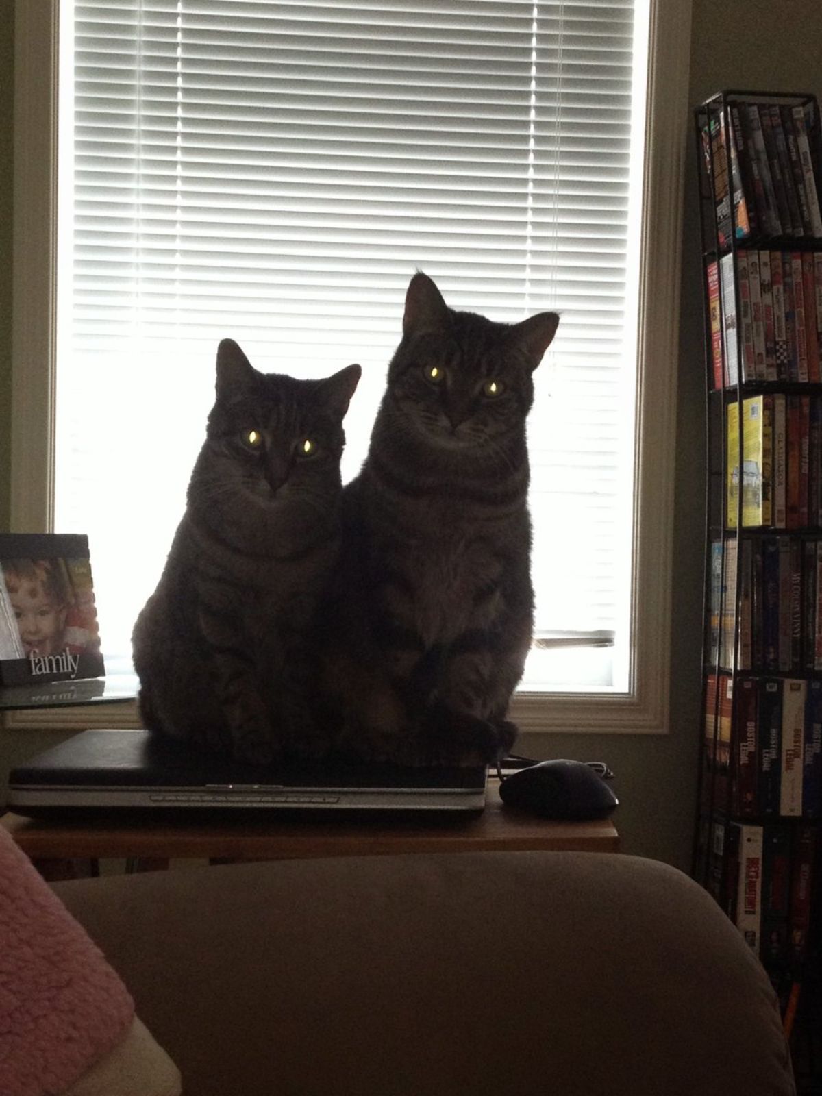 2 grey tabby cats sitting on a laptop on a table and staring with yellow eyes