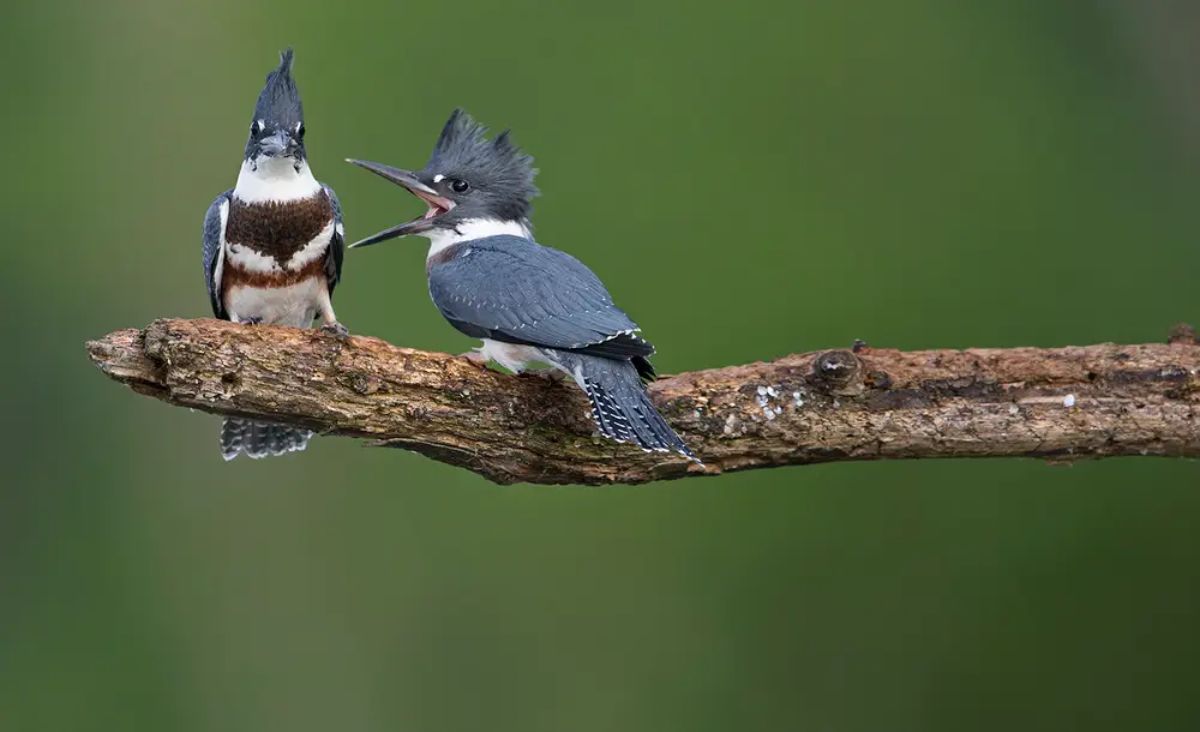 2 grey white and brown birds on a branch with one bird screaming at the other