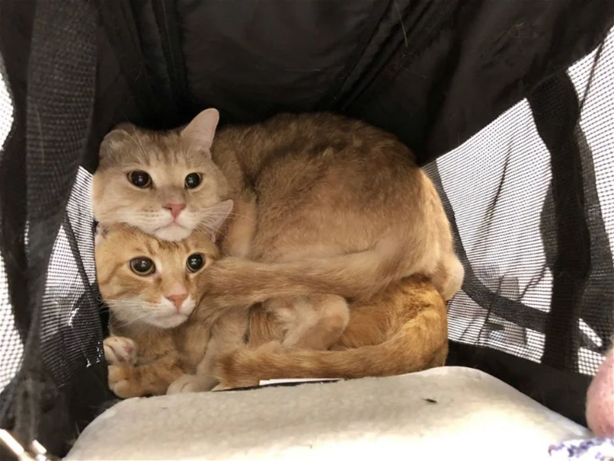 2 orange cats piled on top of each other at the back of a black cat carrier