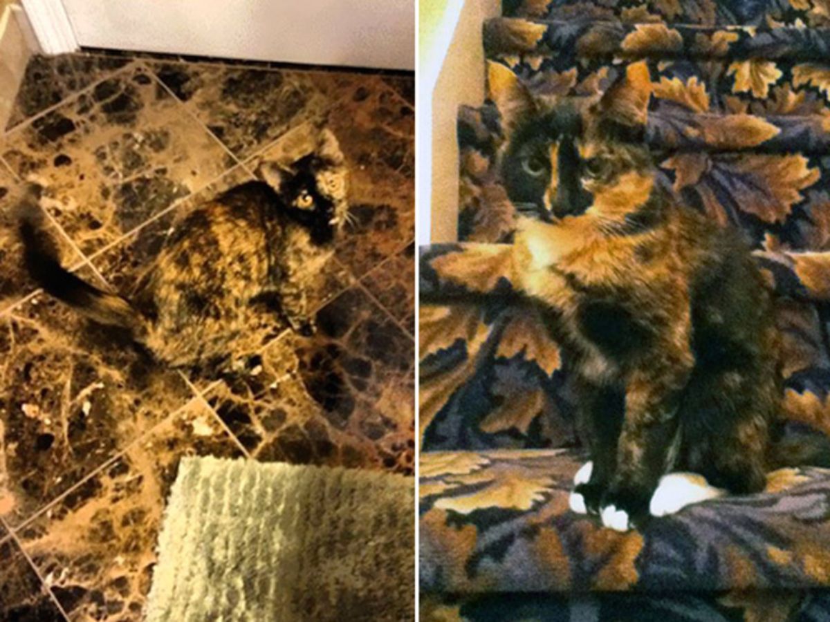 2 photos of a black and orange cat sitting on an orange and black tiled floor and orange and black carpeted stairs