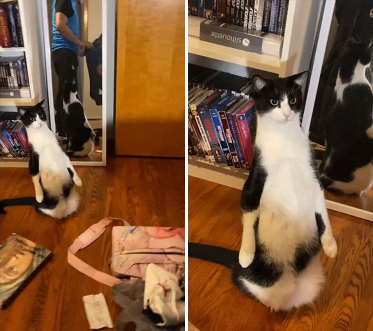 2 photos of a black and white cat sitting up on its haunches