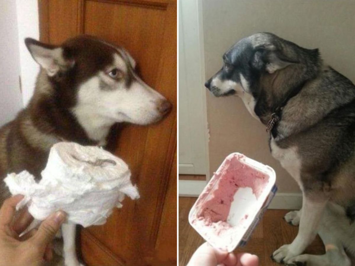 2 photos of a black and white husky looking away from a chewed up toilet paper roll and a half eaten ice cream tub
