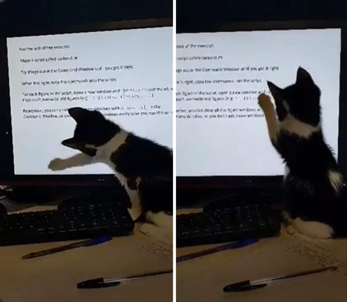 2 photos of a black and white kitten pawing at a computer screen