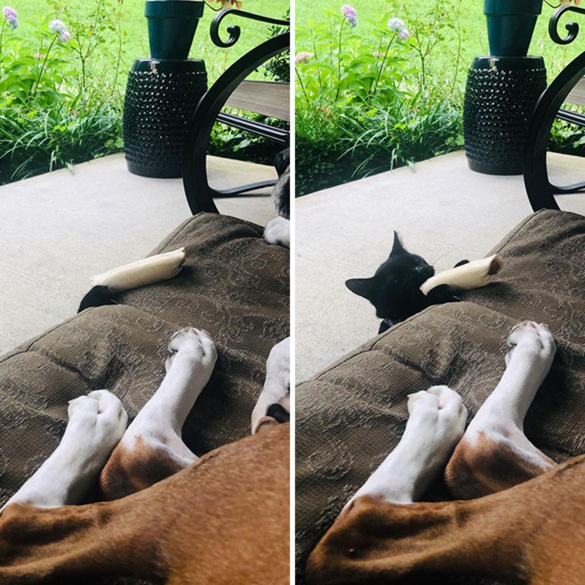 2 photos of a black cat stealing a brown and white dog's bone off of its black dog bed