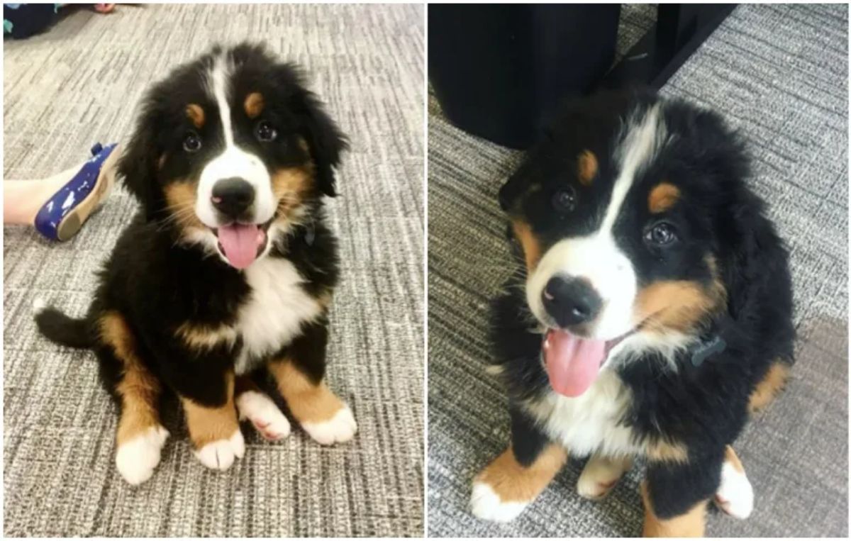 2 photos of a black white and brown bernese mountain puppy