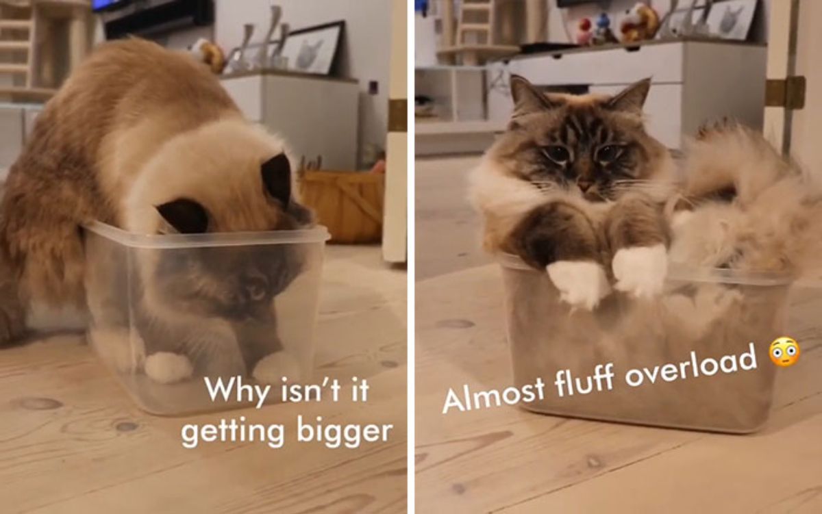 2 photos of a brown and white fluffy cat in a transparent plastic box with the captions saying Why isn't it getting bigger and Almost fluff overload