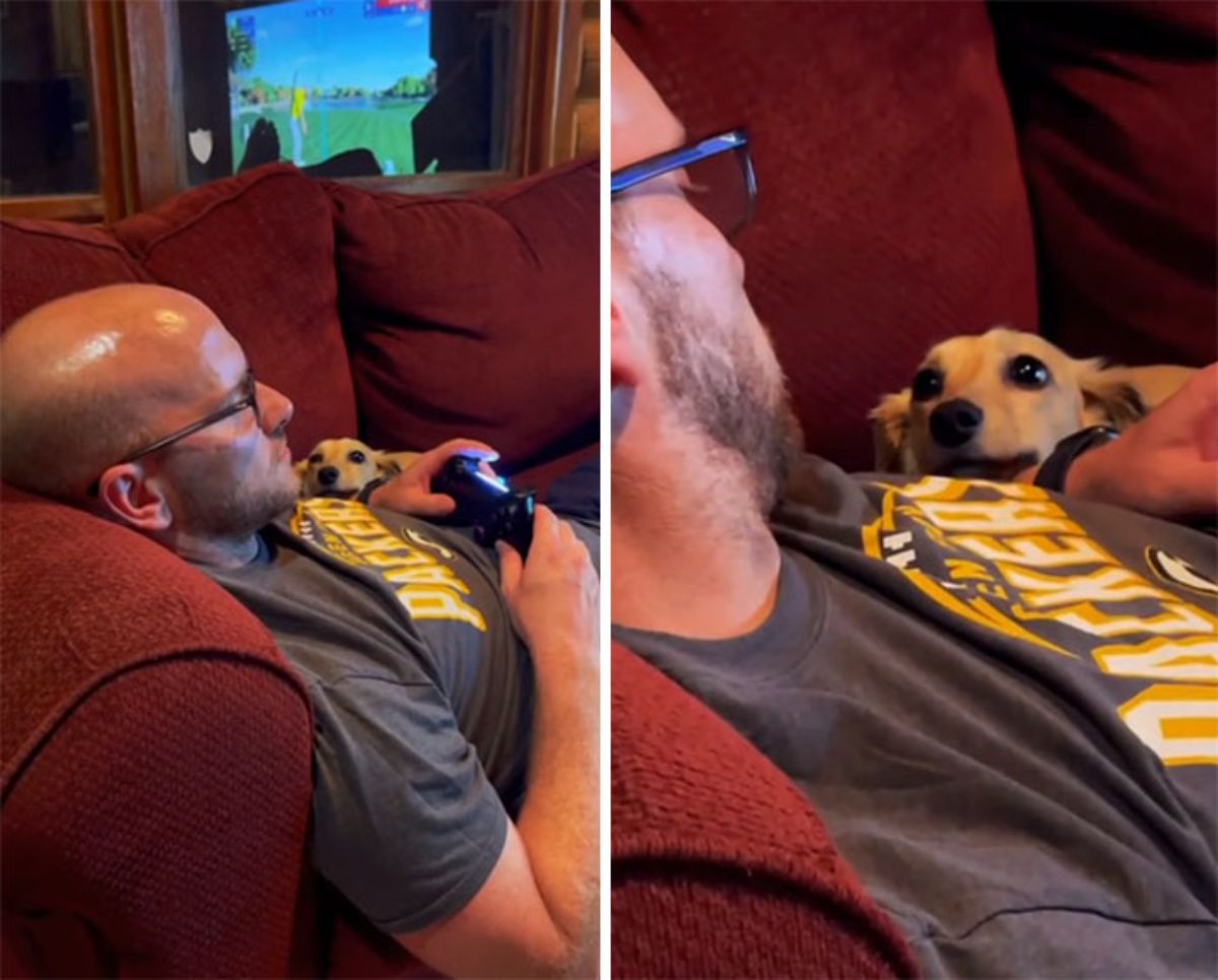 2 photos of a brown dog looking lovingly at a man sitting on a red sofa