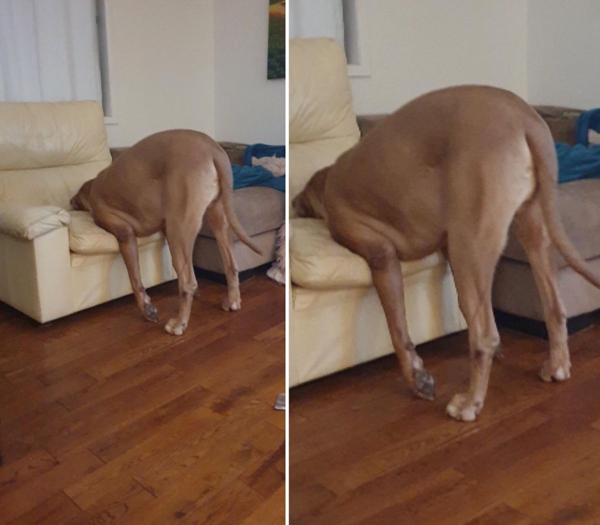 2 photos of a brown dog standing on the floor and planting its face into a beige chair