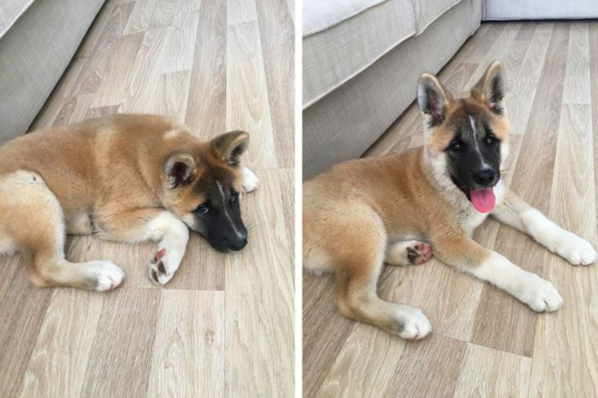 2 photos of a brown white and black dog laying on wooden floor
