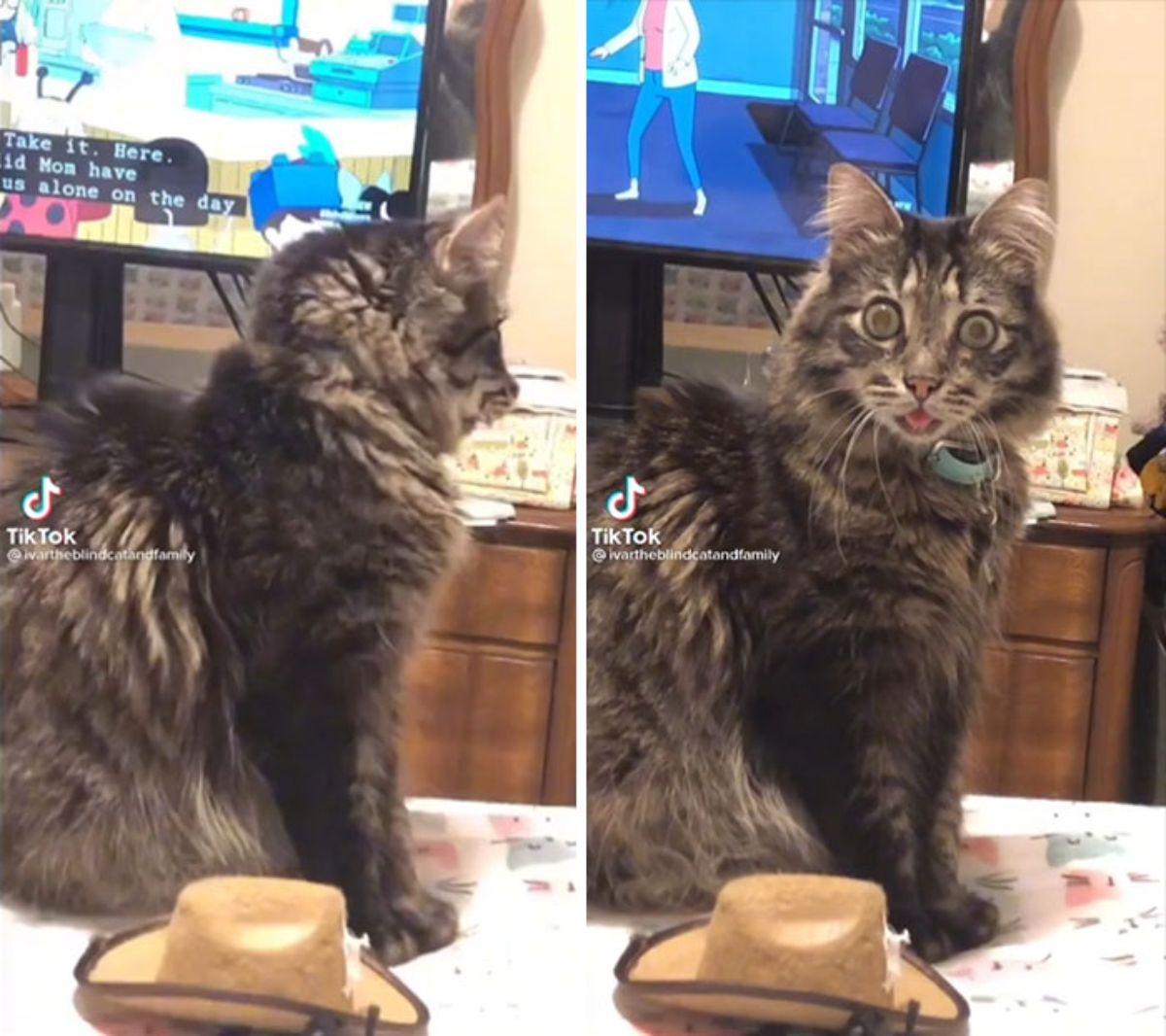 2 photos of a fluffy brown tabby on a table with wide eyes and the tongue sticking out