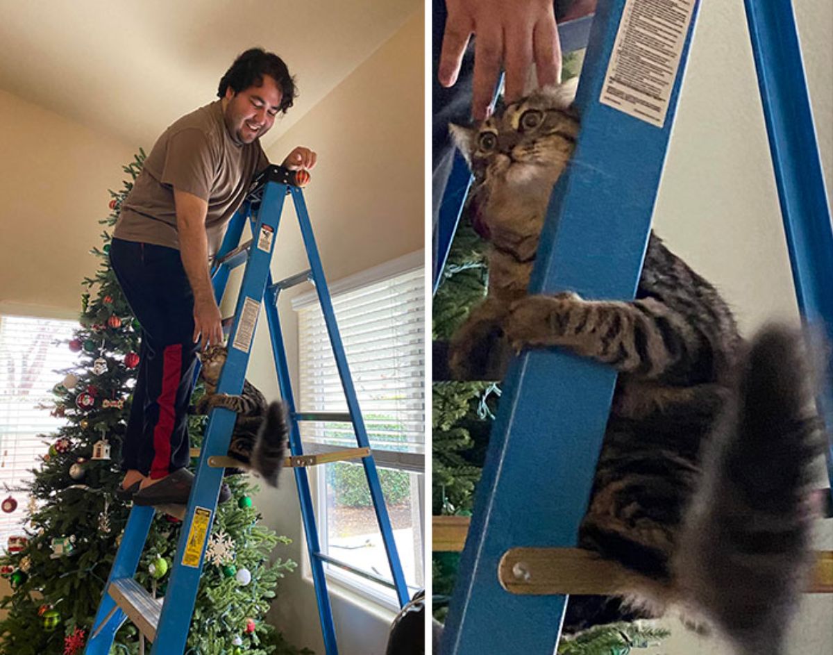 2 photos of a fluffy grey tabby cat climbing a blue ladder while a man is on top trying to fix the christmas tree