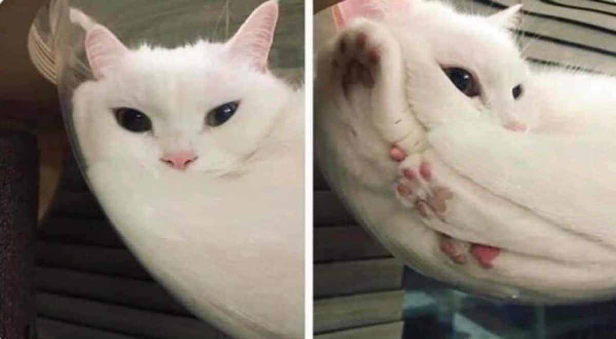 2 photos of a fluffy white cat laying inside a glass bowl