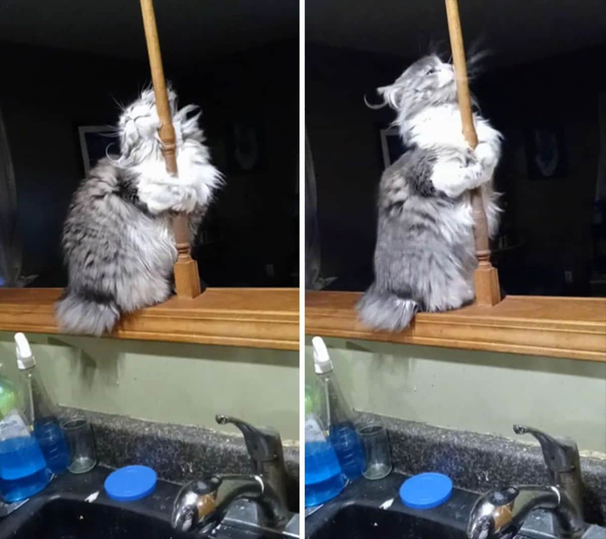 2 photos of a grey and white fluffy cat holding on to a wooden pole