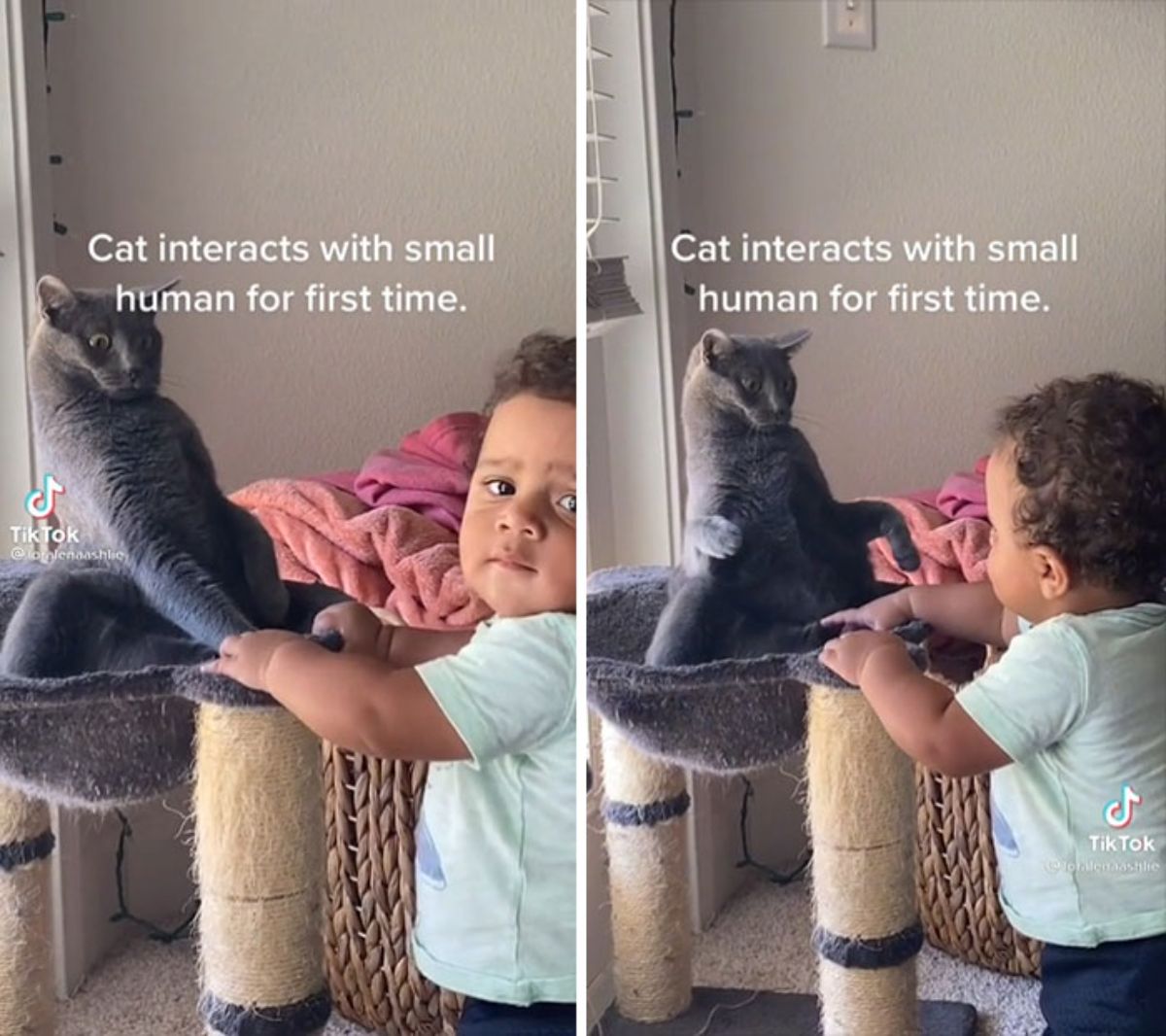 2 photos of a grey cat being surprised by a toddler with a caption saying Cat interacts with small human for first time