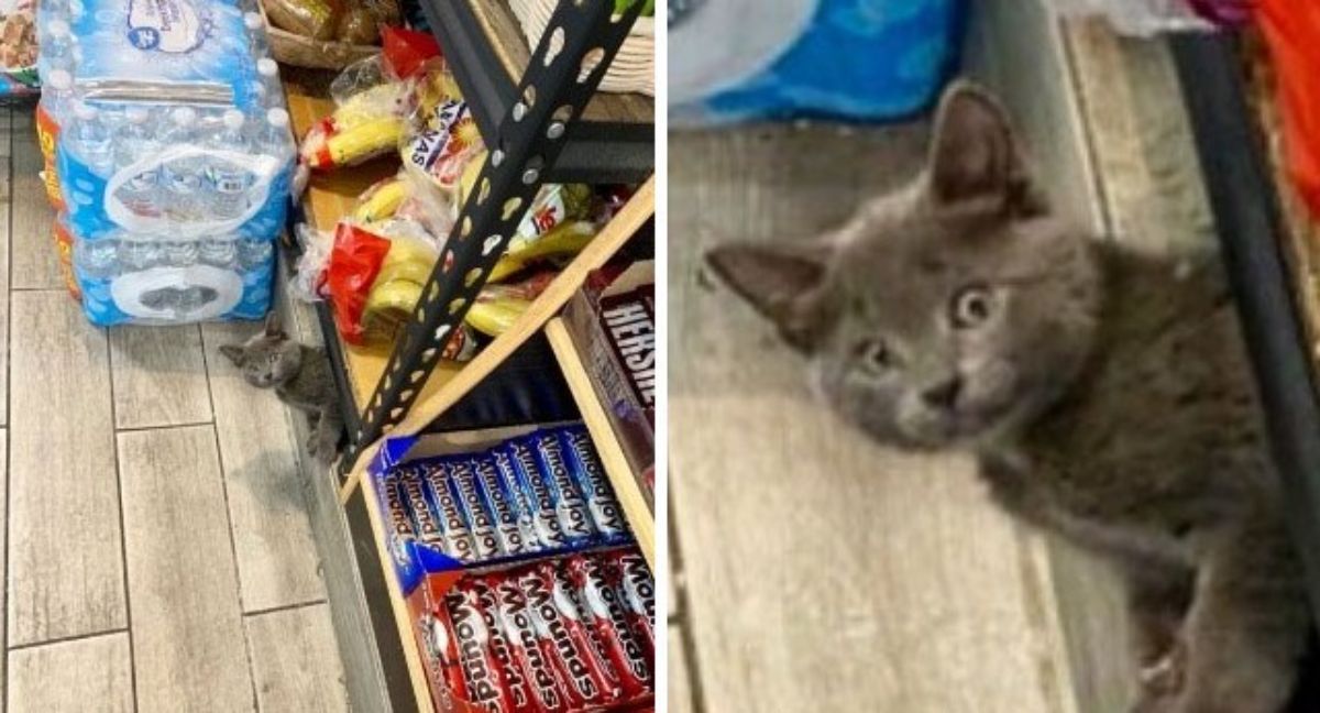 2 photos of a grey kitten peeking out from under a shelf in a store