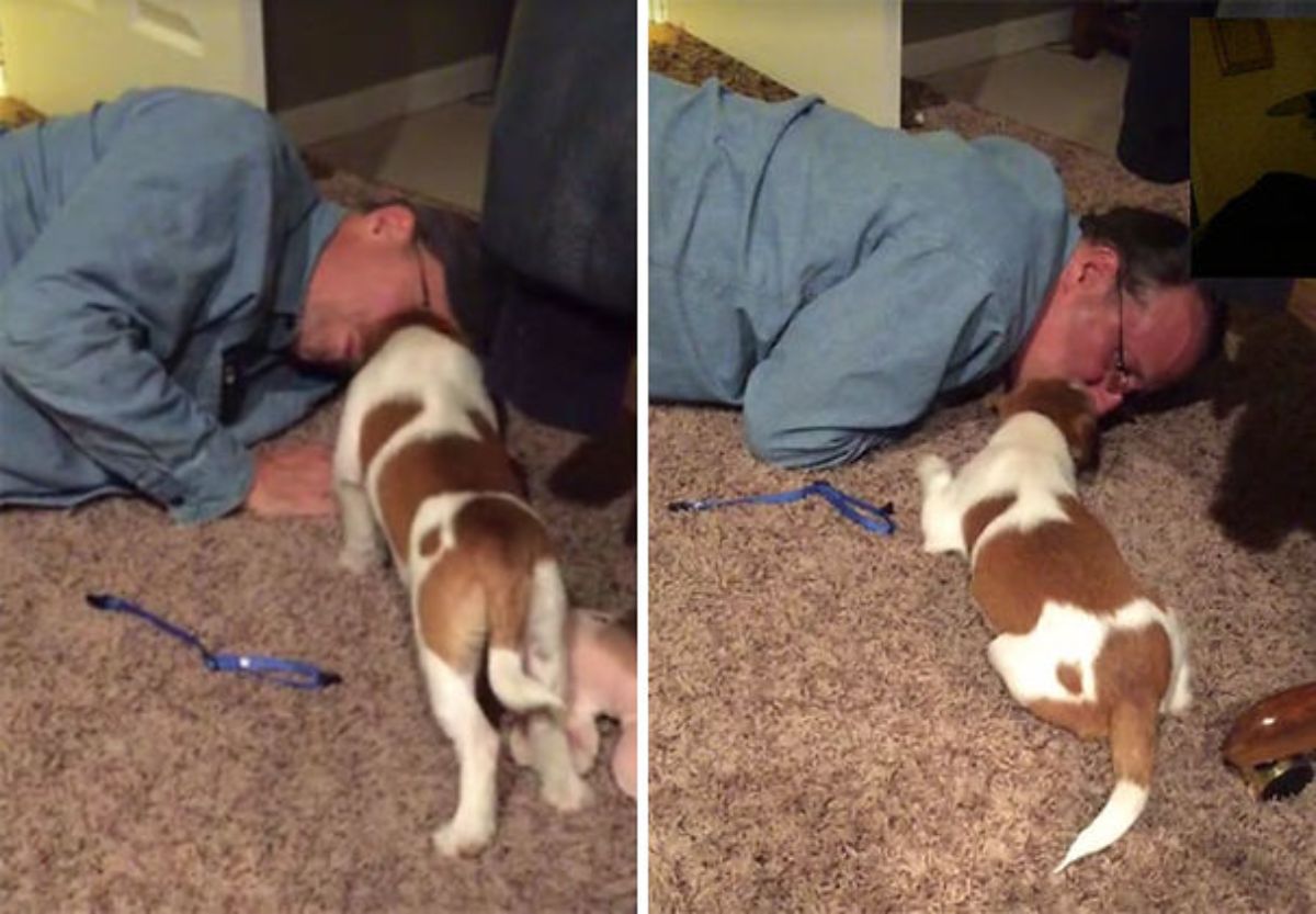 2 photos of a man laying on the floor next to a brown and white puppy
